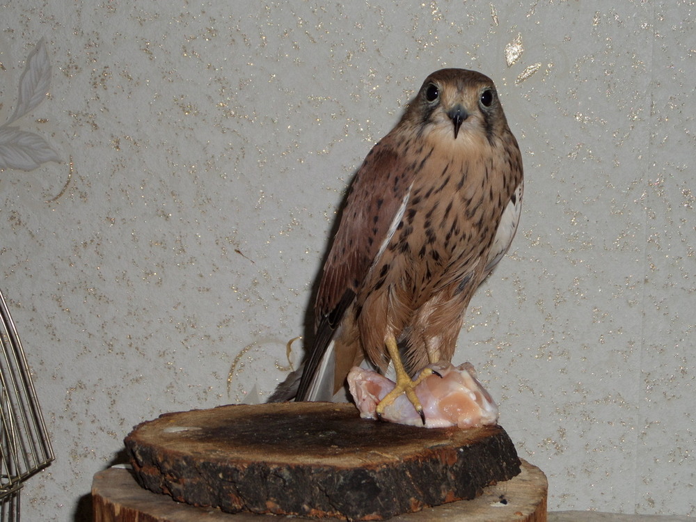 Фотографія Обід боривітра. / Павло Філіпенков / photographers.ua