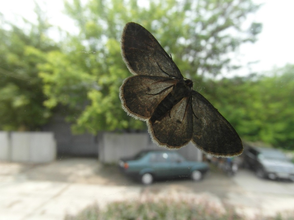 Фотографія Метелик. / Павло Філіпенков / photographers.ua