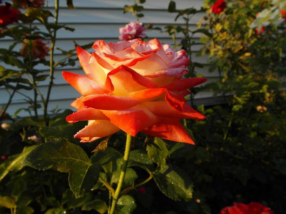 Фотографія Ранкова... / Павло Філіпенков / photographers.ua