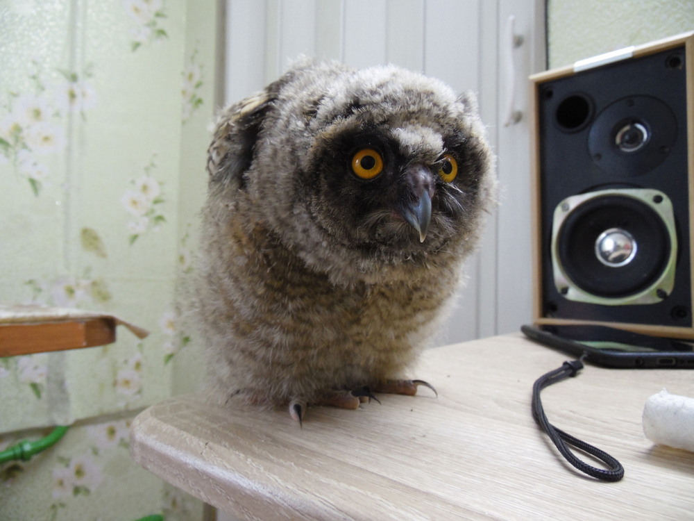 Фотографія Знайомство.. / Павло Філіпенков / photographers.ua