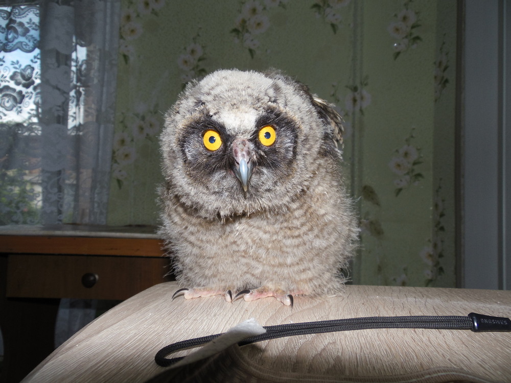Фотографія "Маленький вухастик." / Павло Філіпенков / photographers.ua