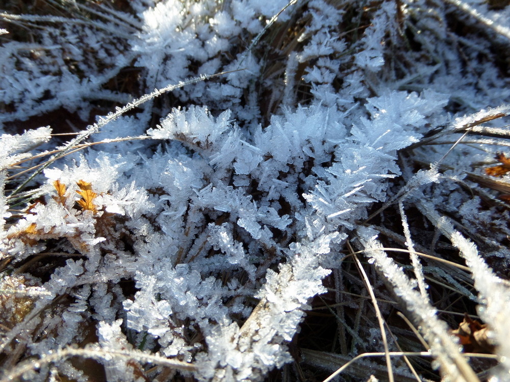 Фотографія Паморозь на траві. / Павло Філіпенков / photographers.ua