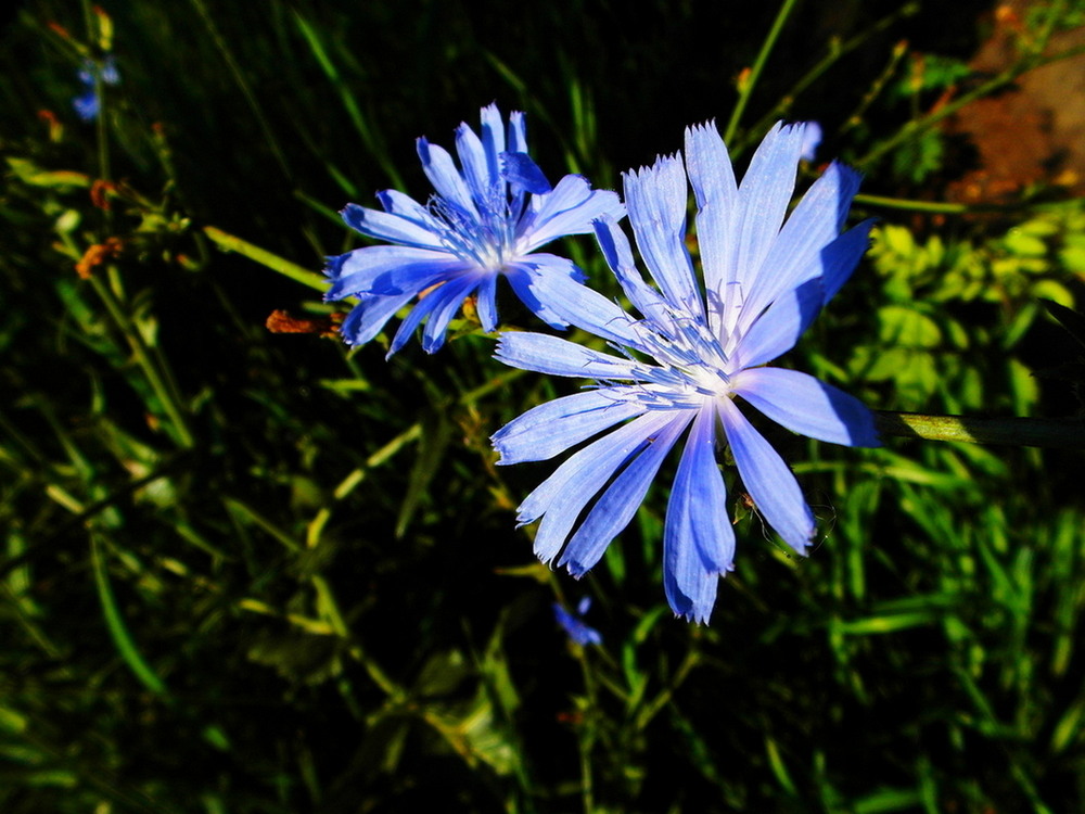 Фотографія Цикорій. / Павло Філіпенков / photographers.ua