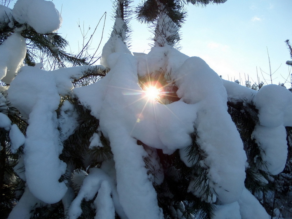 Фотографія Зимний лес / Павло Філіпенков / photographers.ua