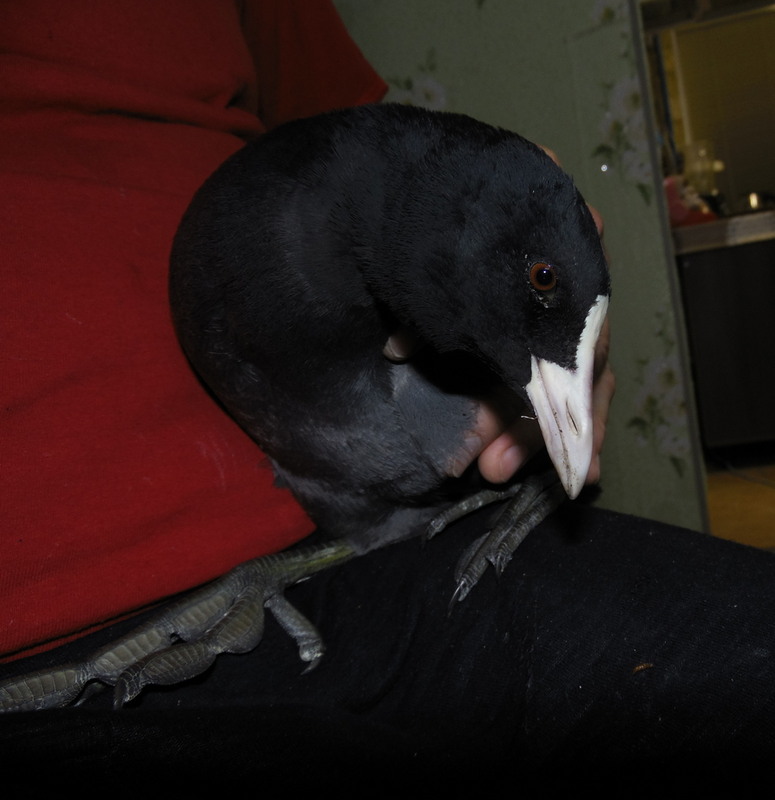 Фотографія Ранкове пробудження  річкової лиски. / Павло Філіпенков / photographers.ua