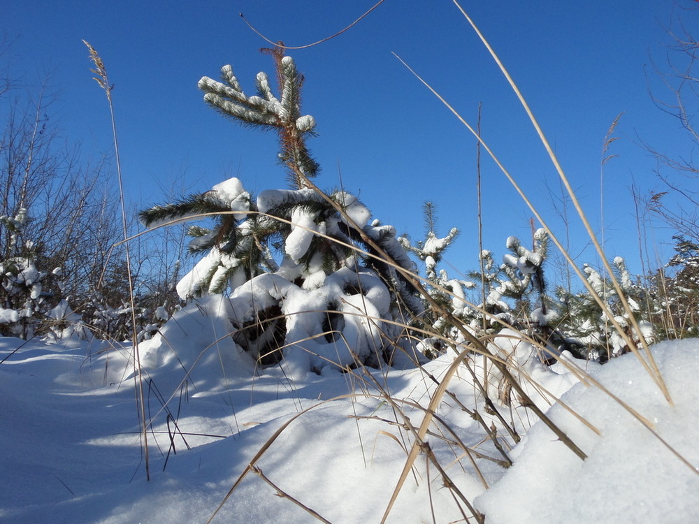 Фотографія Зимний лес / Павло Філіпенков / photographers.ua
