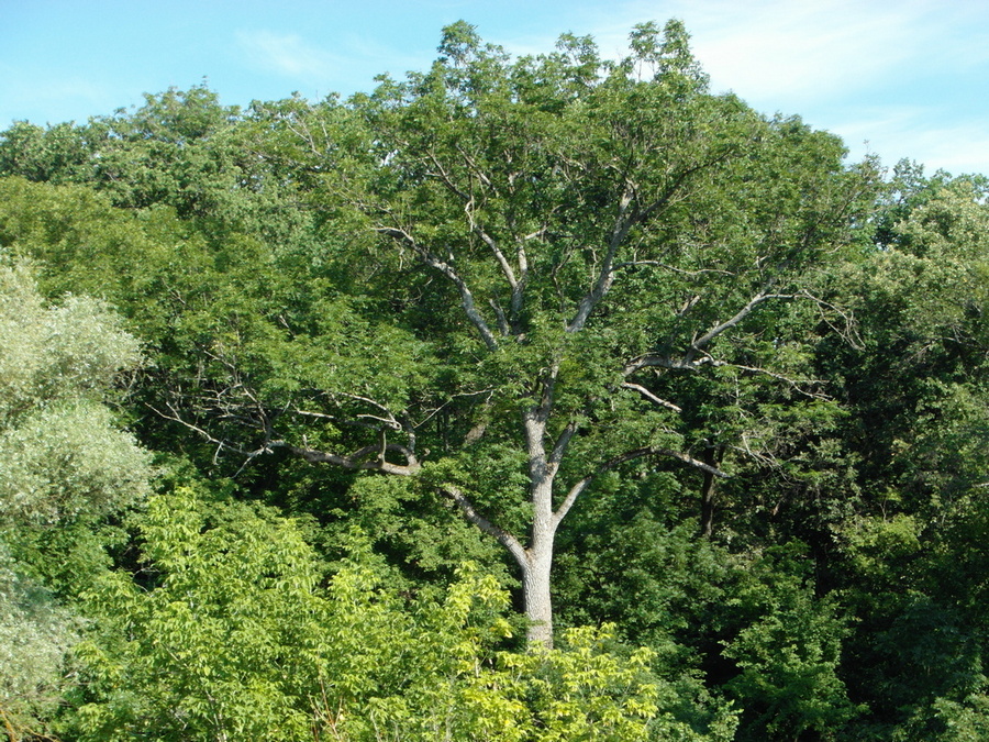 Фотографія Старий дуб. / Павло Філіпенков / photographers.ua