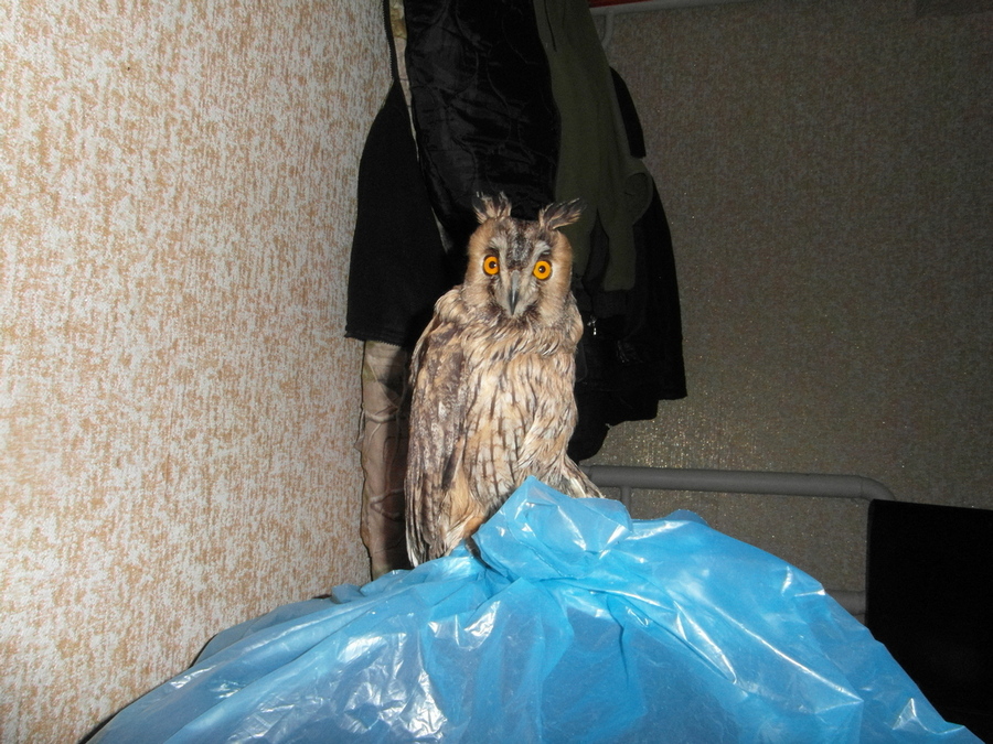 Фотографія "Ушастик" / Павло Філіпенков / photographers.ua