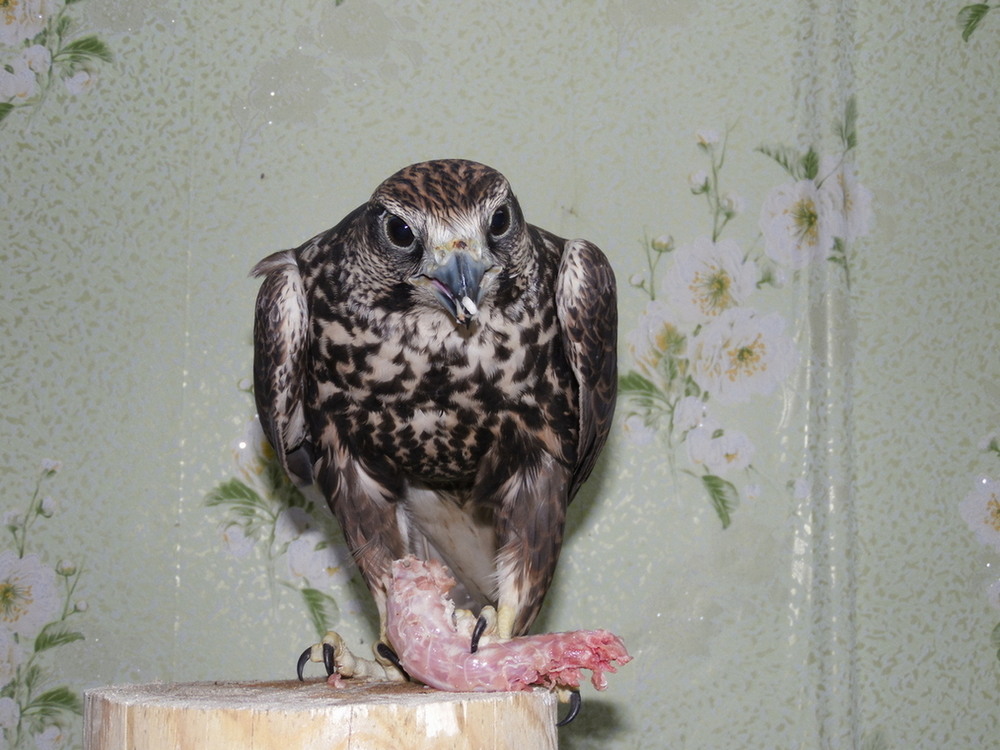 Фотографія "Ми снідаємо..". / Павло Філіпенков / photographers.ua