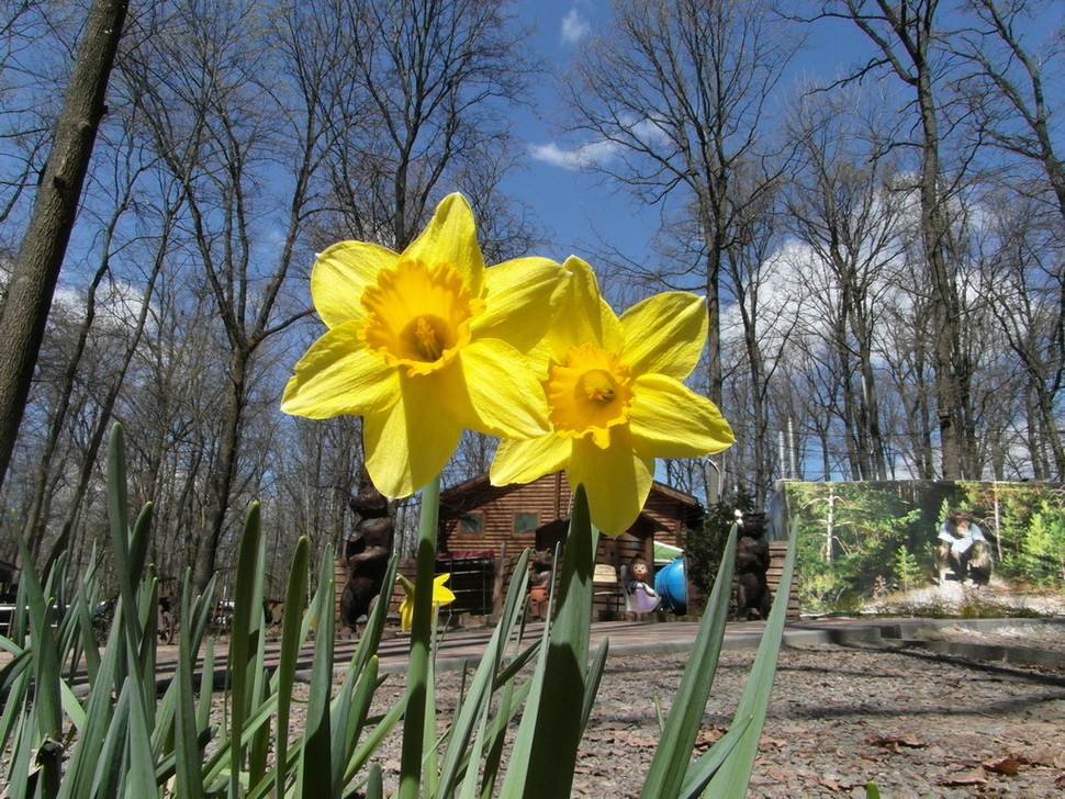 Фотографія Весняні квіти. / Павло Філіпенков / photographers.ua
