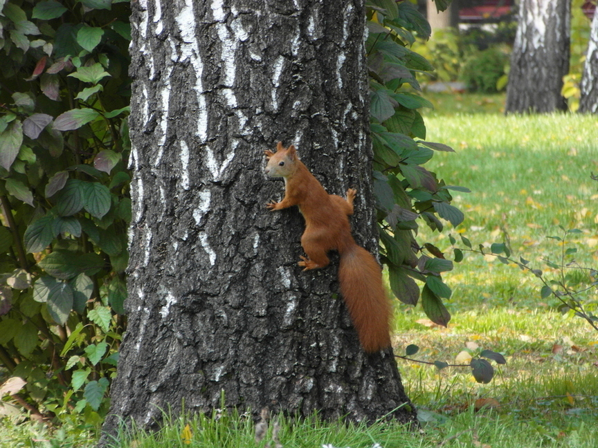 Фотографія Білка. / Павло Філіпенков / photographers.ua