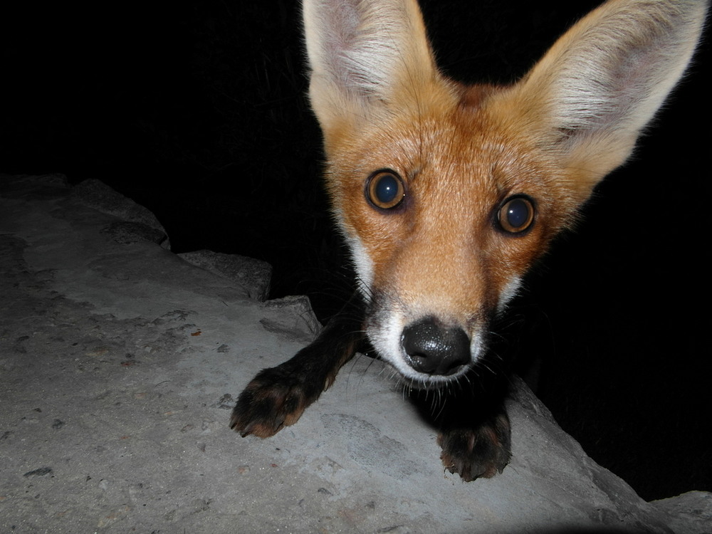 Фотографія Лис "Тарас". / Павло Філіпенков / photographers.ua
