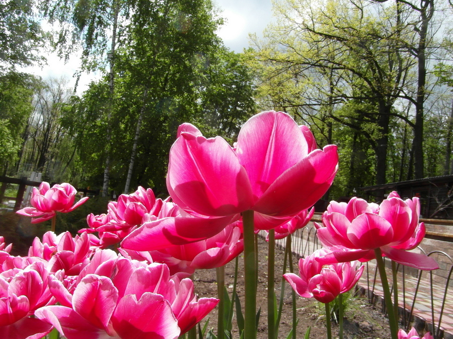 Фотографія Весна. / Павло Філіпенков / photographers.ua