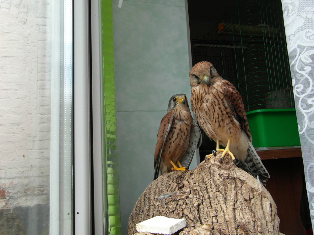Фотографія Боривітри в очікуванні волі.. / Павло Філіпенков / photographers.ua