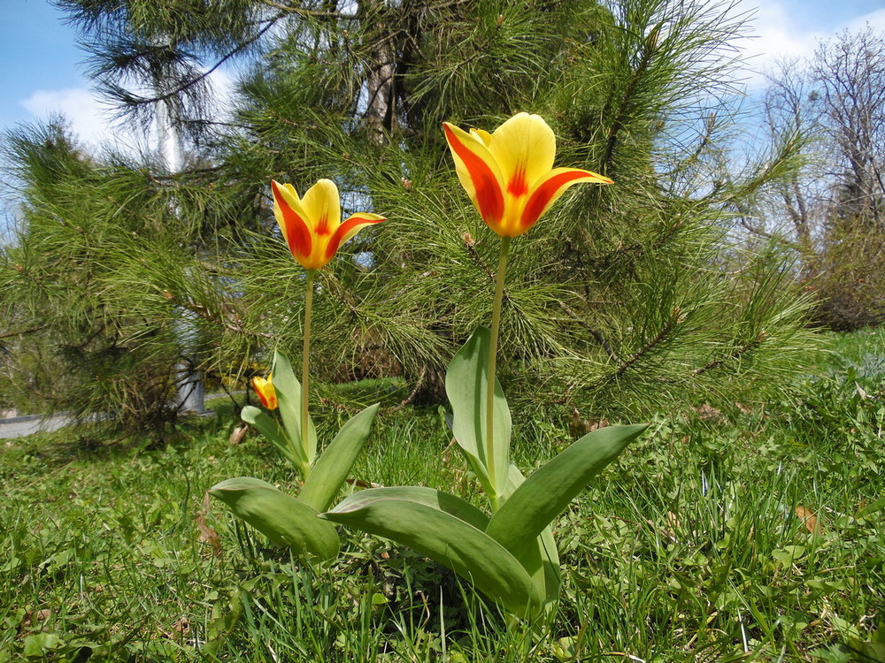Фотографія Під ялинкою.. / Павло Філіпенков / photographers.ua