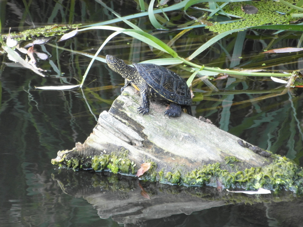 Фотографія Річкова черепаха. / Павло Філіпенков / photographers.ua