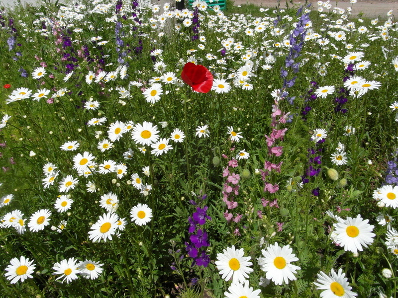 Фотографія Весняне макро.. / Павло Філіпенков / photographers.ua