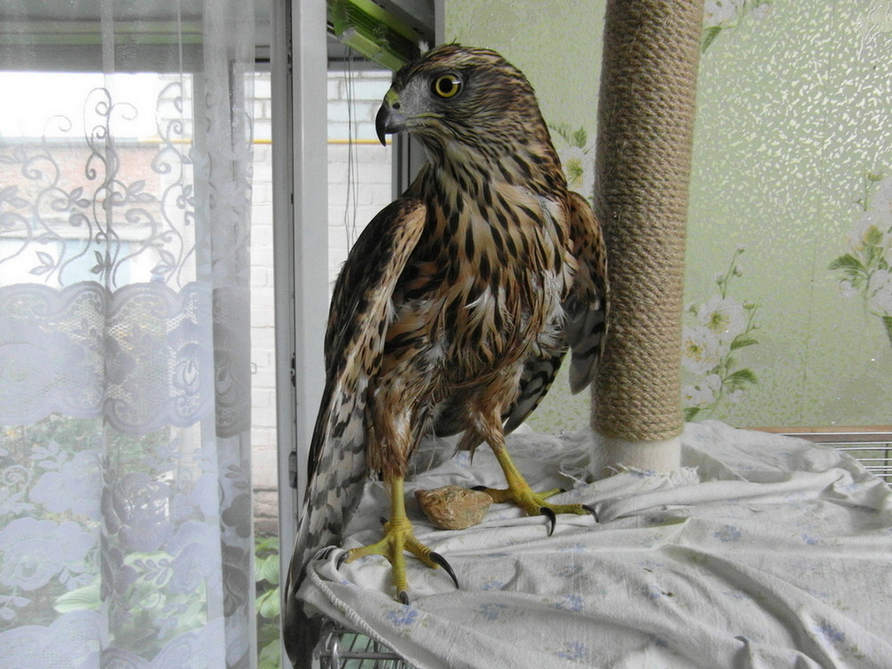 Фотографія Крилатий "воїн". / Павло Філіпенков / photographers.ua