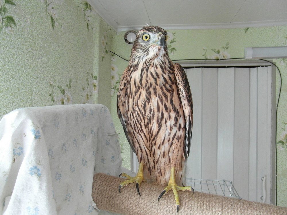 Фотографія Посиділки тетеревятника. / Павло Філіпенков / photographers.ua