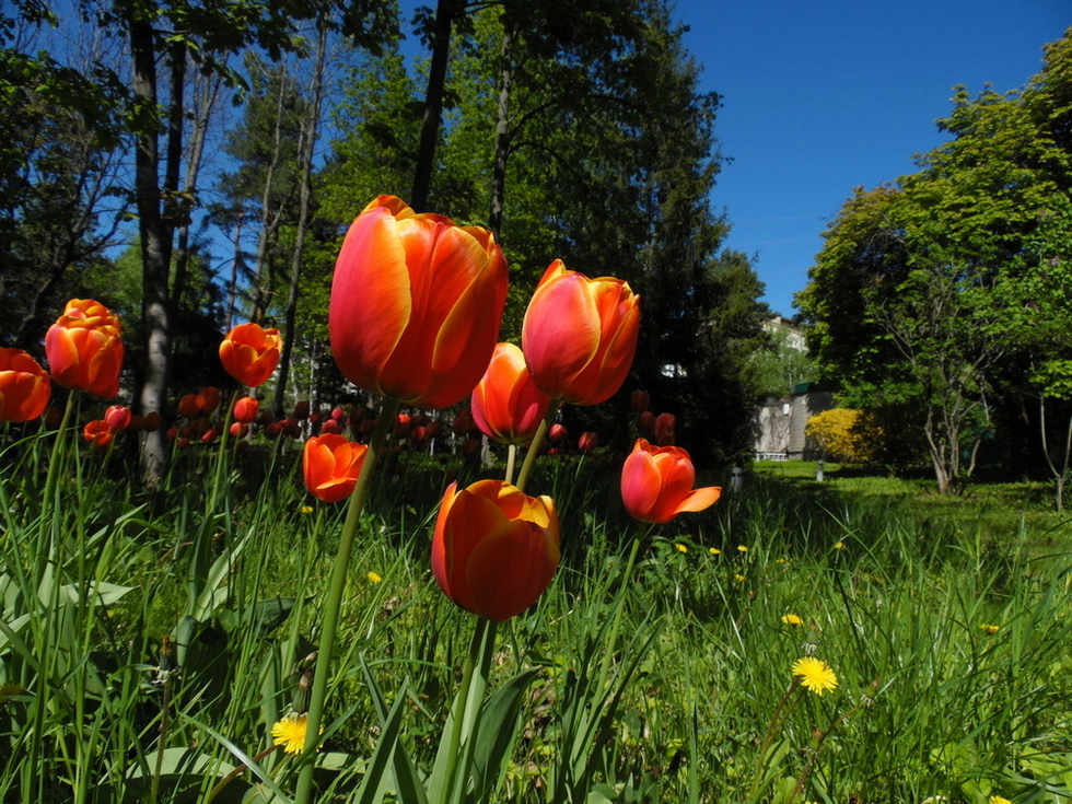 Фотографія Квіти весни.. / Павло Філіпенков / photographers.ua