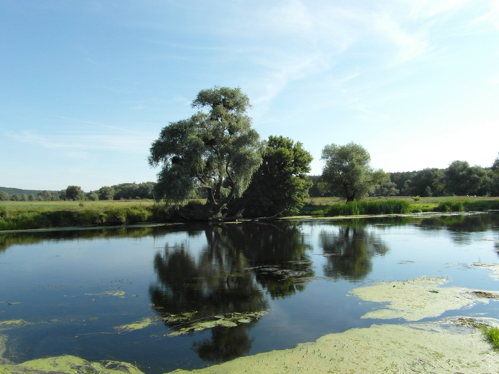 Фотографія Верби. / Павло Філіпенков / photographers.ua