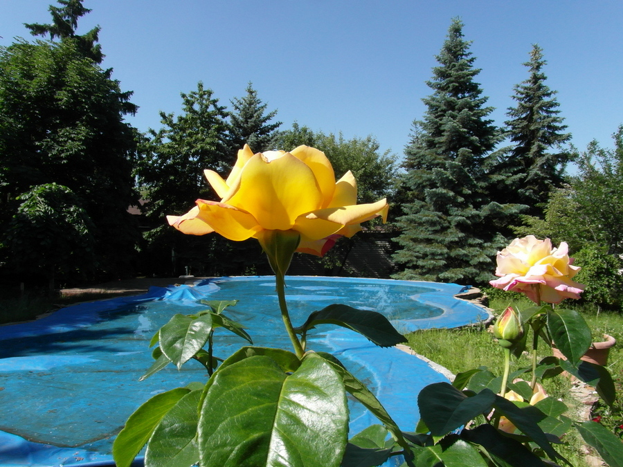 Фотографія Літо.. / Павло Філіпенков / photographers.ua