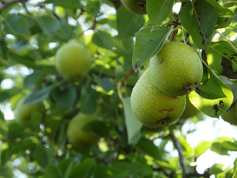 Фотографія Груші наливні. / Павло Філіпенков / photographers.ua