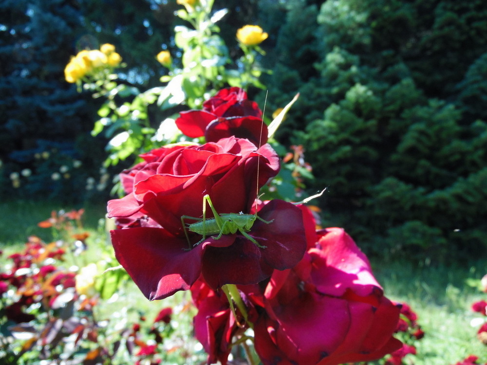 Фотографія "Шанувальник" квітів.. / Павло Філіпенков / photographers.ua