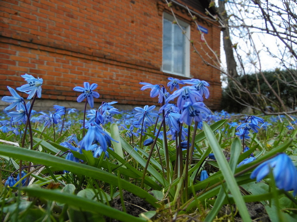 Фотографія Весняне макро.. / Павло Філіпенков / photographers.ua