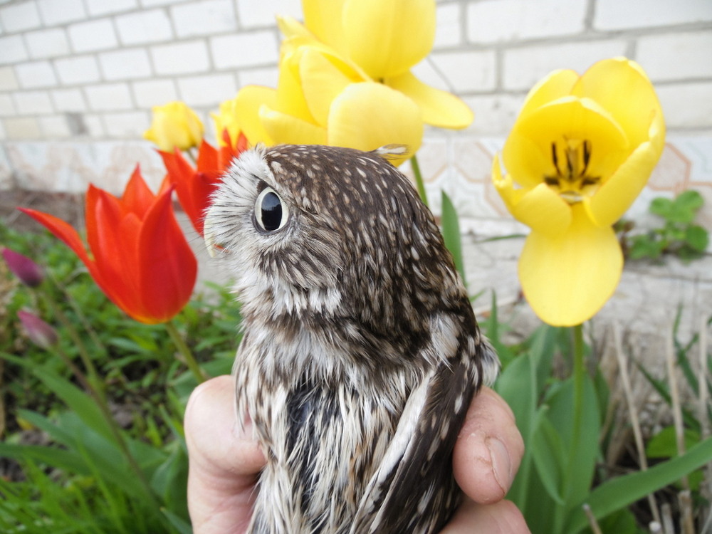 Фотографія Любитель квітів... / Павло Філіпенков / photographers.ua