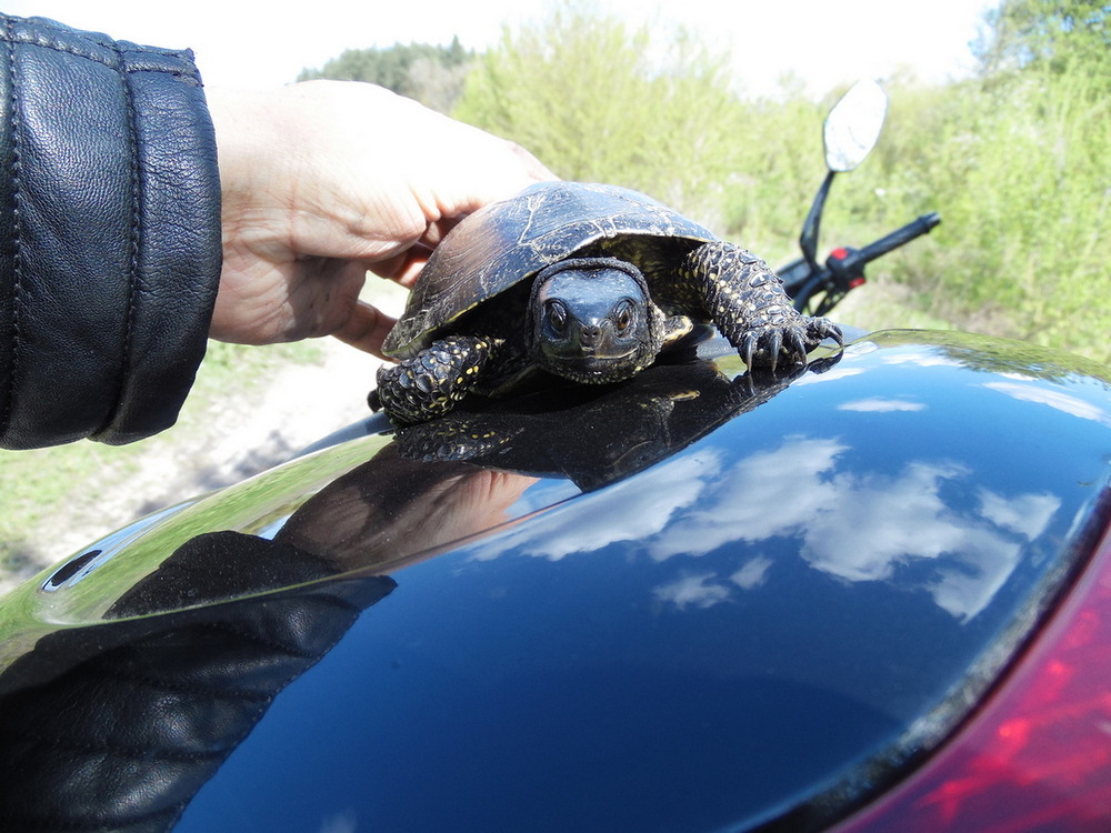 Фотографія На волю.. / Павло Філіпенков / photographers.ua