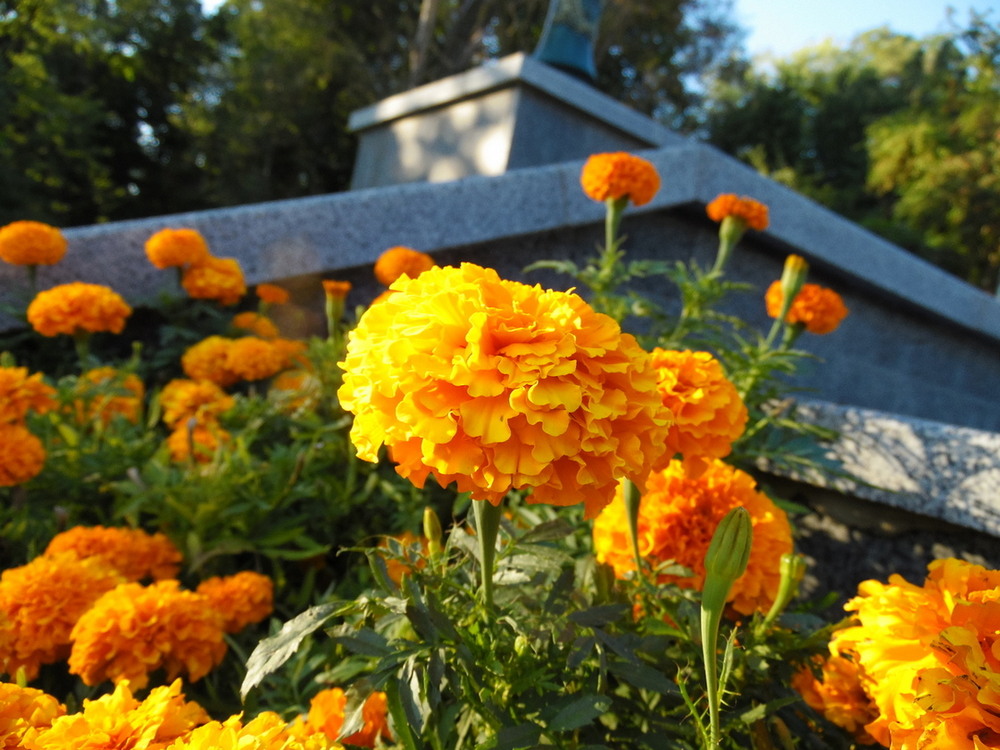 Фотографія Чорнобривці. / Павло Філіпенков / photographers.ua