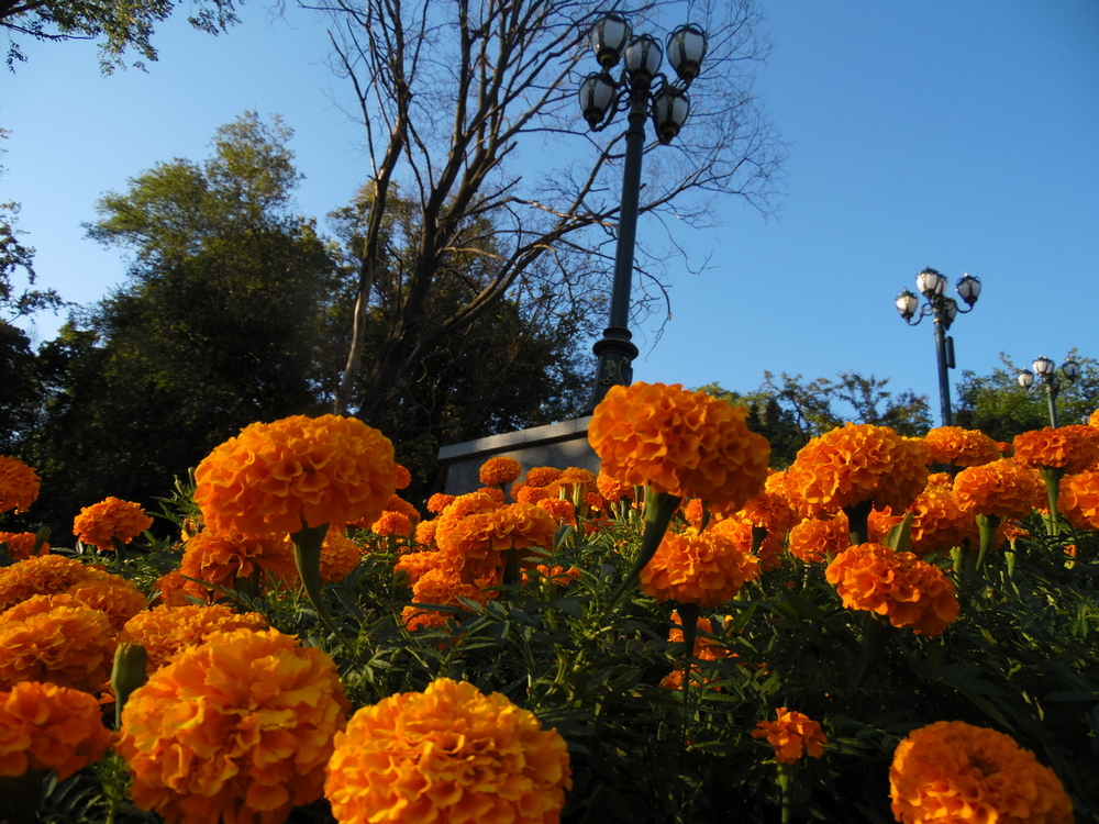 Фотографія Чорнобривці. / Павло Філіпенков / photographers.ua