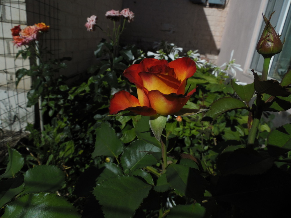 Фотографія Осінні троянди. / Павло Філіпенков / photographers.ua