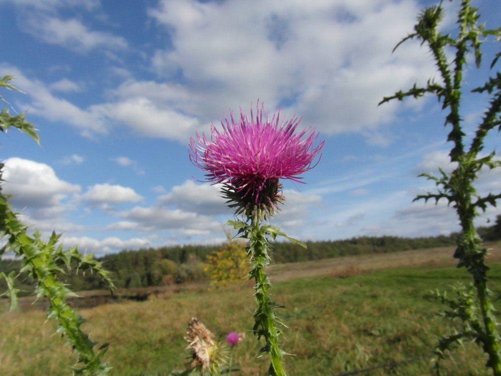 Фотографія *** / Павло Філіпенков / photographers.ua