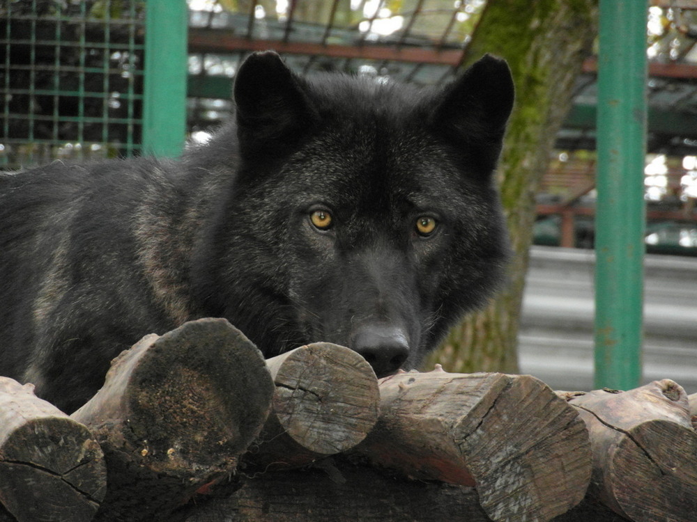 Фотографія Канадійський вовк. / Павло Філіпенков / photographers.ua