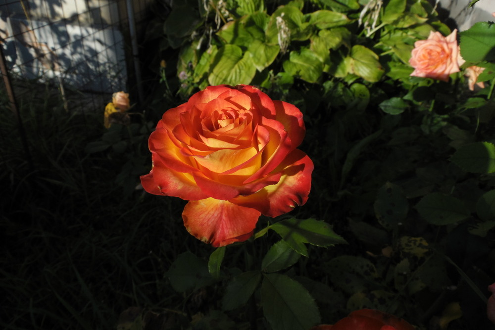 Фотографія Під променями ранкового сонця. / Павло Філіпенков / photographers.ua