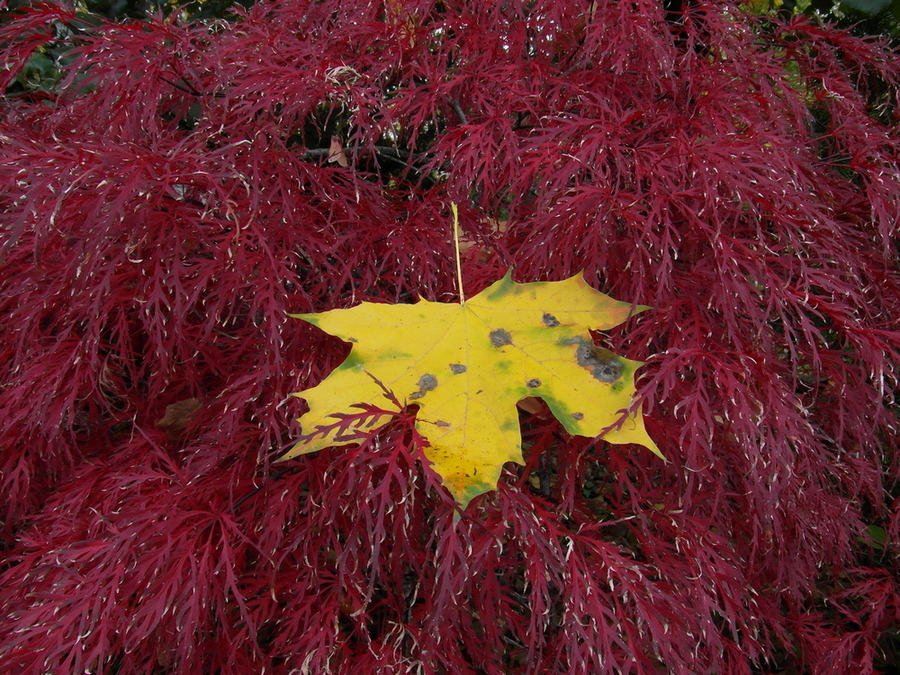 Фотографія Кленовий лист.. / Павло Філіпенков / photographers.ua