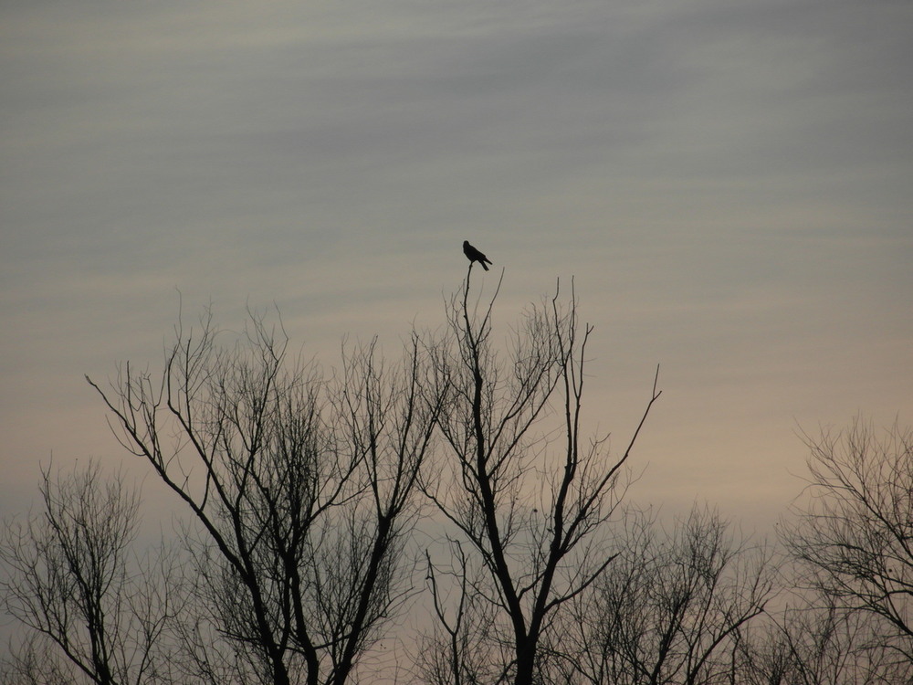 Фотографія *** / Павло Філіпенков / photographers.ua