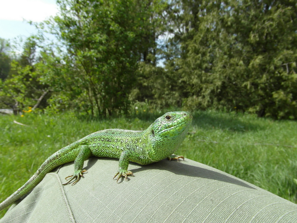 Фотографія Цікавість ящірки. / Павло Філіпенков / photographers.ua