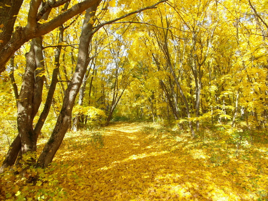 Фотографія Осінь. / Павло Філіпенков / photographers.ua