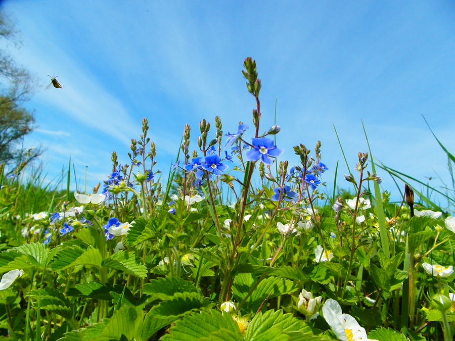 Фотографія Різнотрав'я. / Павло Філіпенков / photographers.ua