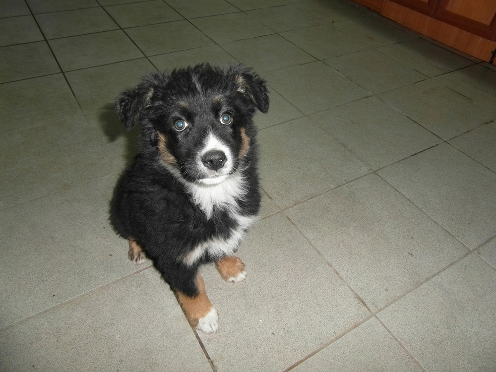 Фотографія Цуценя.. / Павло Філіпенков / photographers.ua