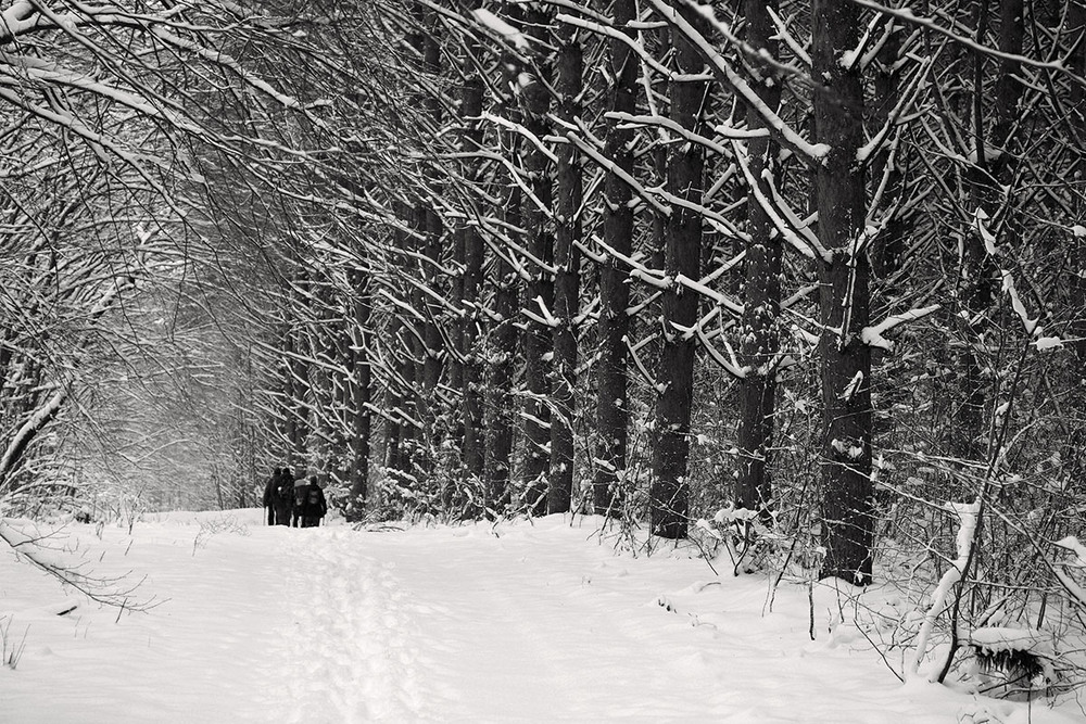 Фотографія Зимова прогулянка / Vadym Bidun / photographers.ua