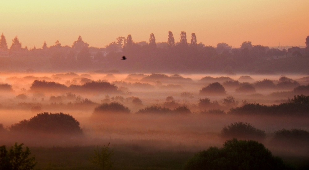 Фотографія Птах над туманами / Romek Pawluk / photographers.ua