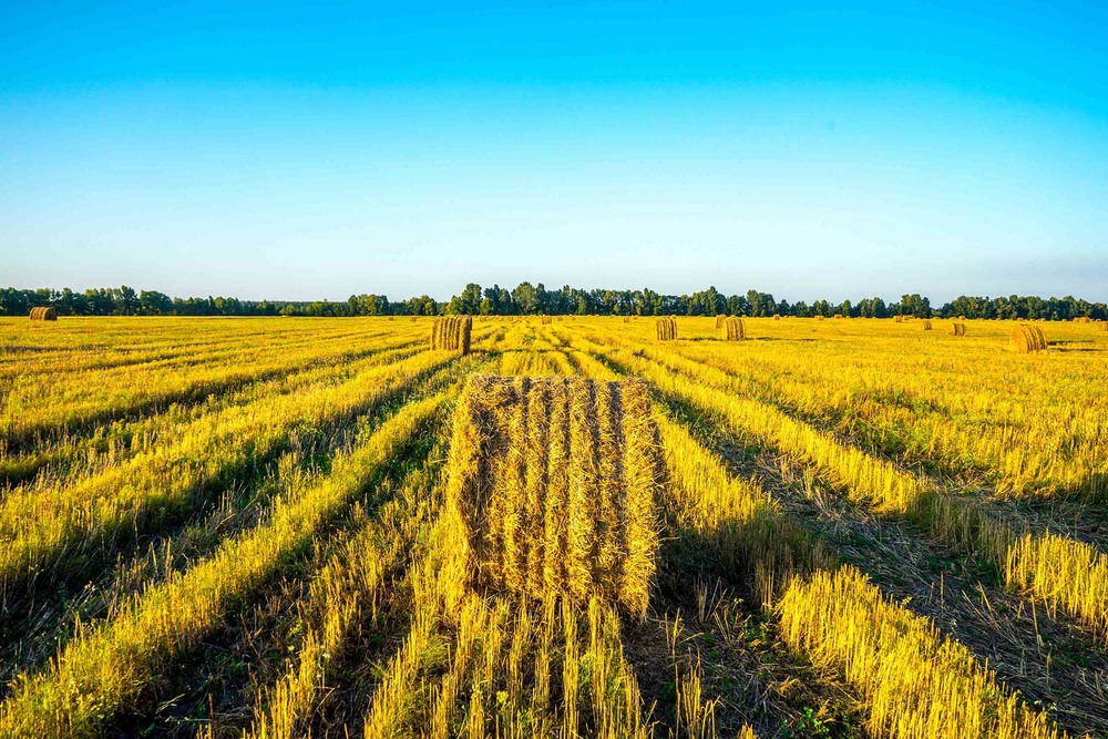 Фотографія Ой чиє ж то жито, чиї ж то покоси? / Александр Дидыченко / photographers.ua