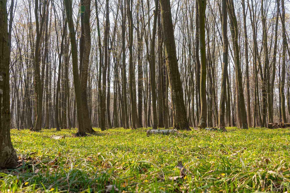 Фотографія Весняний ліс / Александр Дидыченко / photographers.ua