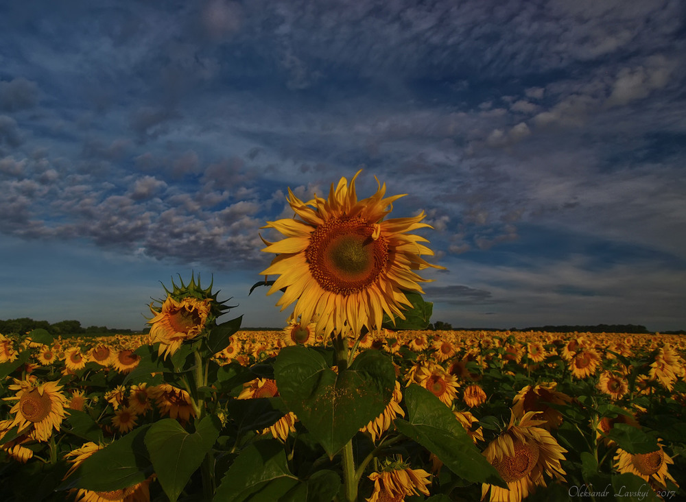 Фотографія Sunflowers and Sky. / Лавський Олександр / photographers.ua