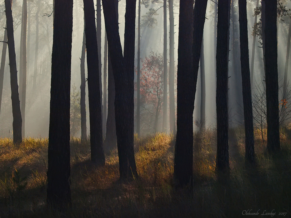 Фотографія Ранок у лісі. / Лавський Олександр / photographers.ua