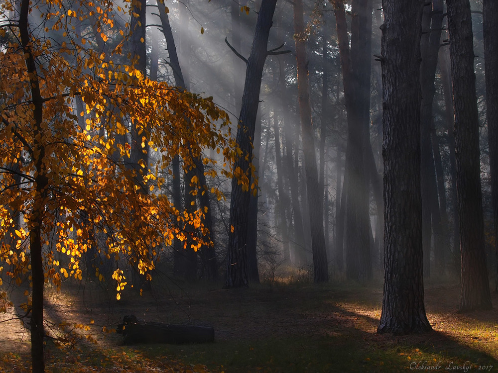 Фотографія "Золотий резерв" осені. / Лавський Олександр / photographers.ua